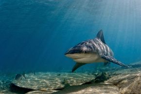 A bull shark cruises the warm waters of the Bahamas. See more shark pictures.