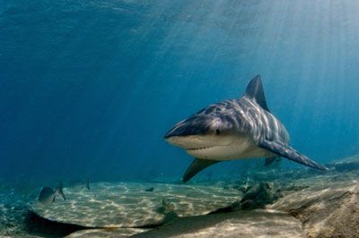 Bull shark