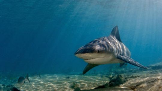 How Bull Sharks Work