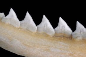 The fine serrations on bull sharks' teeth make them ideal for eating you.