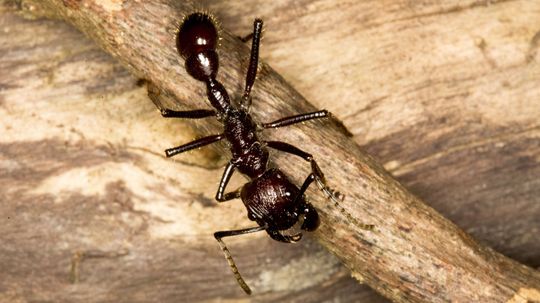The Bullet Ant's Sting Packs a Painful Punch
