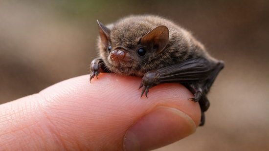 The Smallest Bat in the World Is the Size of a Bumblebee