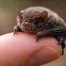 The Smallest Bat in the World Is the Size of a Bumblebee