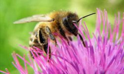 Bee on thorn