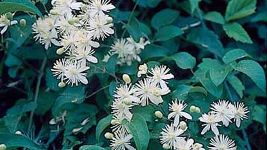 Bush Clematis, Upright Clematis