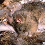 bushy-tailed woodrat