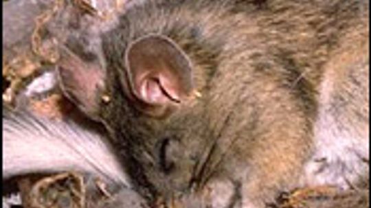 Bushy-Tailed Woodrat