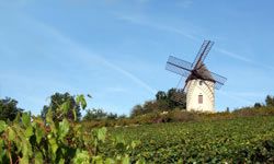 Vineyard in Burgundy, France, with grape vines and a windmill