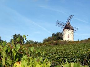 typical windmill in a burgundy vineyard