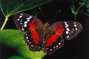 A butterfly sits on a leaf in the Amazon 