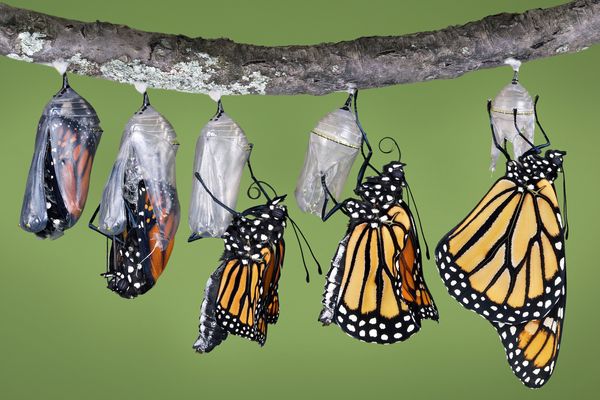 In this composite image, a monarch butterfly emerges from its chrysalis and expands and dries its wings.