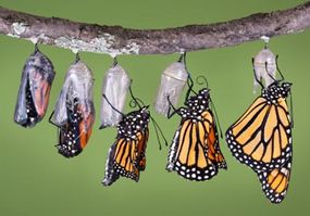 How Butterflies Work HowStuffWorks