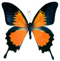Butterflies' bright colors and unique shapes make them a target for collectors.