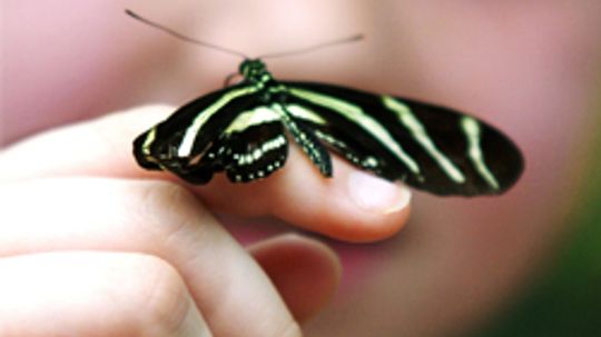 How to Take Care of a Butterfly Cocoon