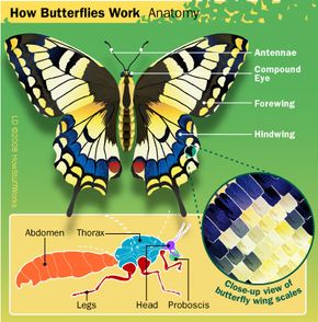 butterfly proboscis diagram