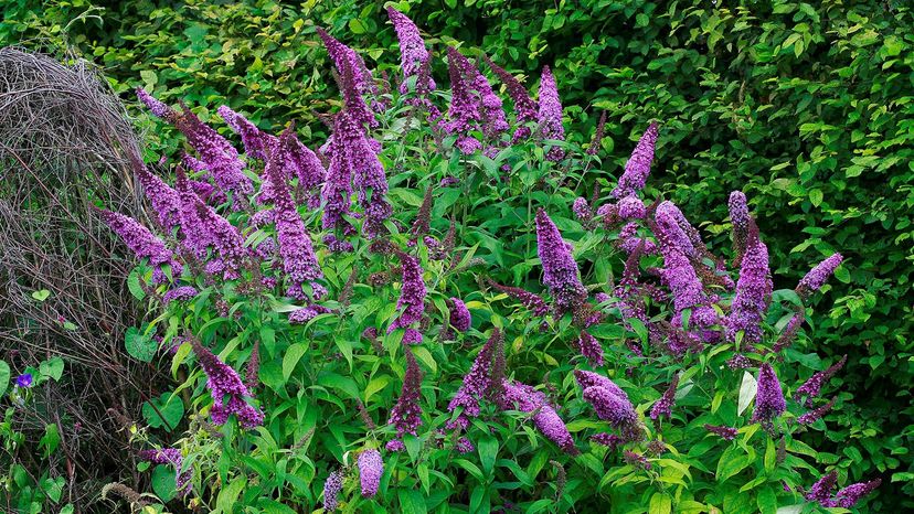 butterfly bush