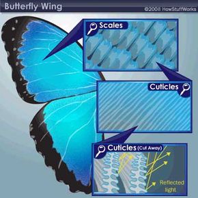 When light hits the different layers of a butterfly wing, it is reflected numerous times. The combination of all these reflections causes the intense colors of many species.