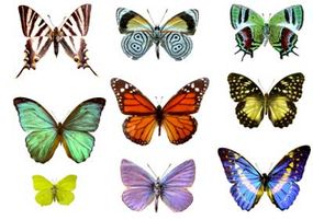 Why are butterflies brightly coloured?