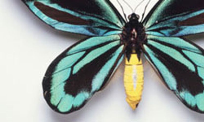 The Ultimate Butterfly Colors Quiz