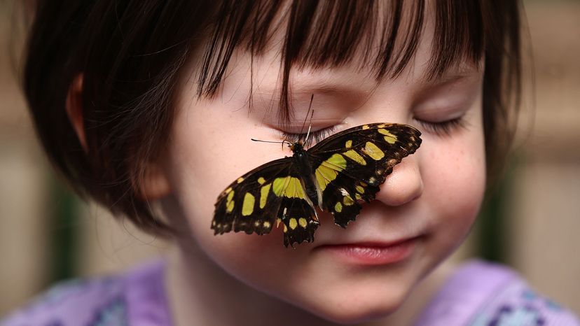  malachite butterfly, girl