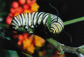 A monarch butterfly caption eats a milkweed plant.