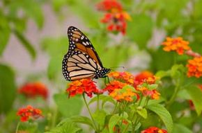 A monarch butterfly visits a patch of orange lantanta. See more pictures of insects.