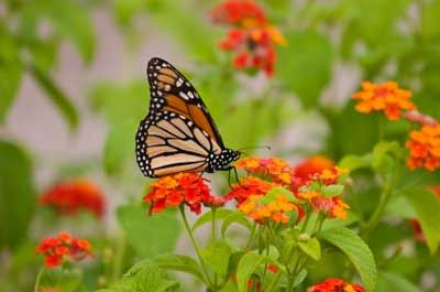 butterfly garden