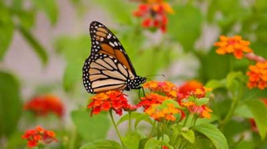 How Butterfly Gardens Work