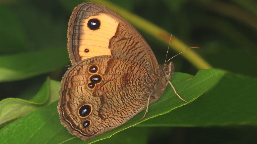 butterflies, hearing