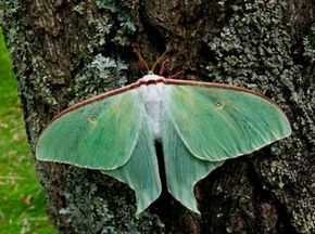Is this winged creature a butterfly or a moth? See more insect pictures.