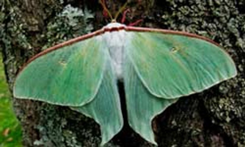 The Ultimate Butterflies and Moths Quiz