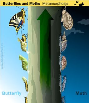 大多数蝴蝶裸蛹化蛹。许多飞蛾旋转柔软茧化蛹。”border=