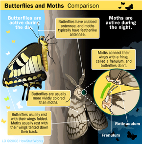 Butterflies vs Moths: What are the differences?