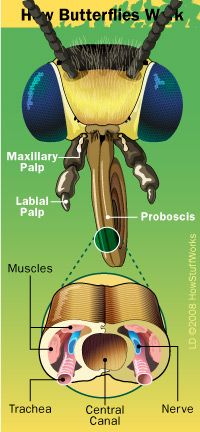 butterfly proboscis diagram