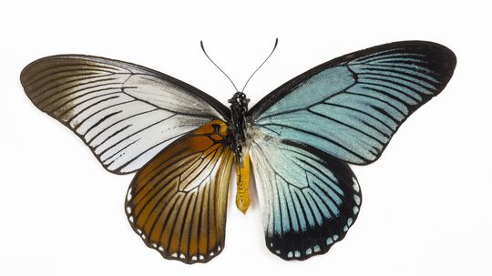 Amazing Animals: Butterfly Quiz