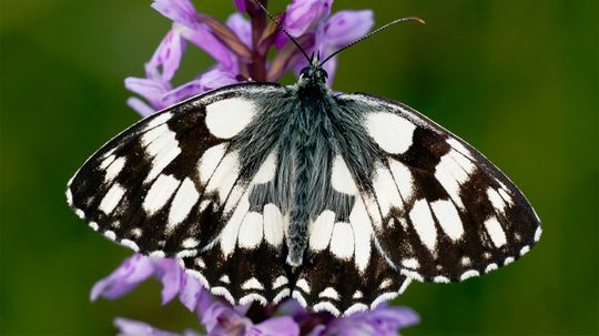 好消息！Some Butterfly Populations Bounced Back in 2019“border=