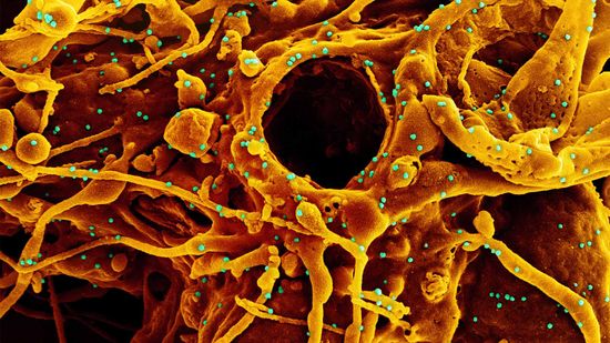 关于COVID-19“隐形”变种ba的6个问题回答＂class=