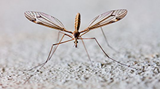 3 Tips for Backyard Mosquito Control