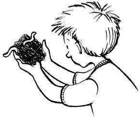 Observe Soil Wildlife in your own backyard.