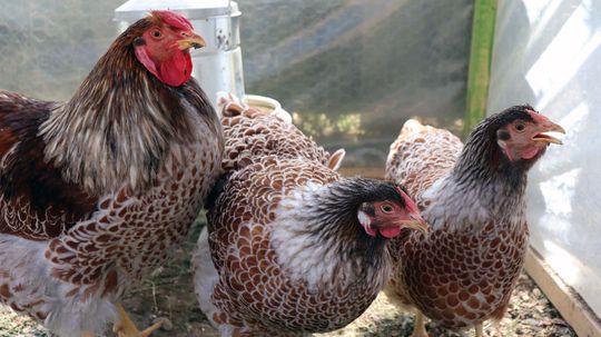 Do Backyard Chickens Make Eggcellent Pets?