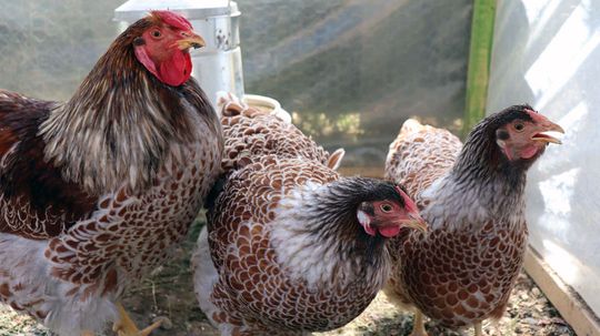 Do Backyard Chickens Make Eggcellent Pets?