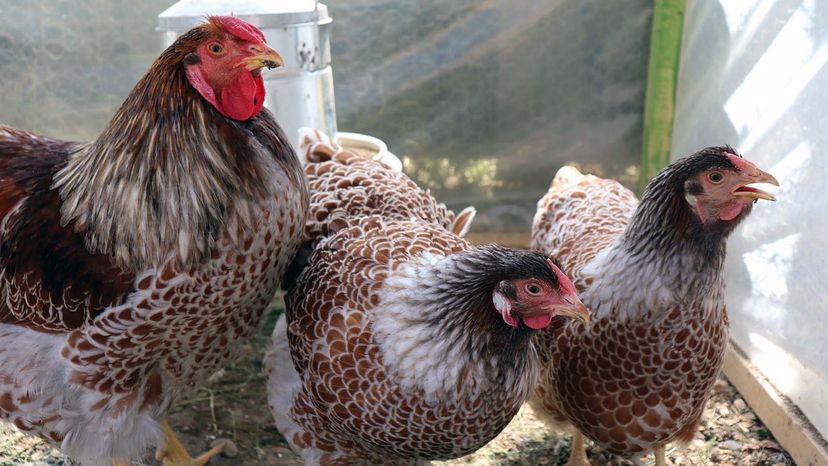 Chickens and Roosters…As Pets?