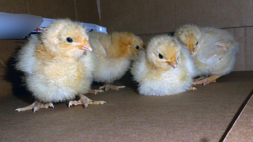 baby chicks