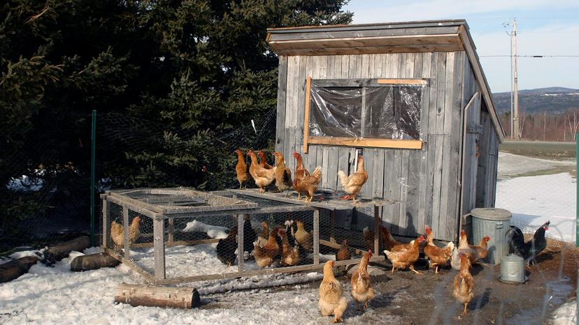 chicken coop