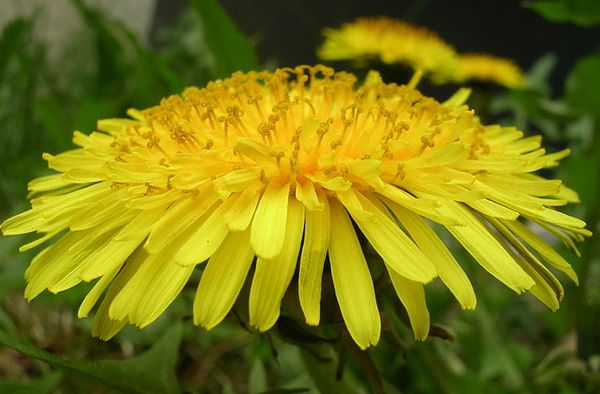 Close-up of yellow summer plant in nature.