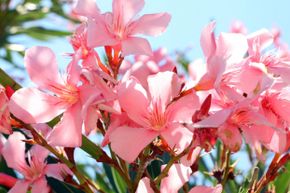 Oleander adds visual interest to a landscape, but it's highly toxic.