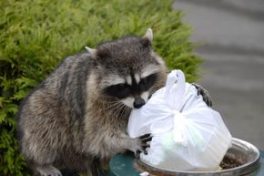 Raccoons are cute, but you don't want them hanging out around your house waiting for garbage treats. Consider bins with locking lids to keep wily visitors away from your trash.