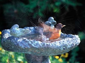 backyard wildlife habitat