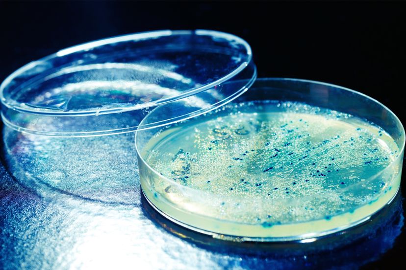 The Bacteria, Virus or Fungus Quiz