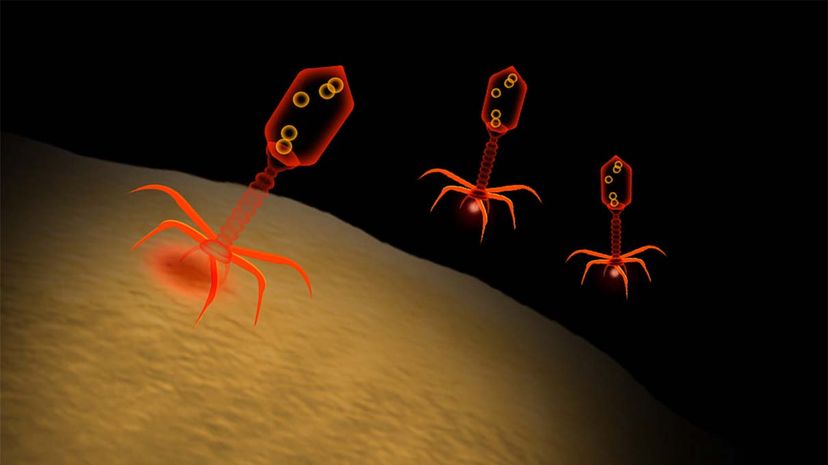 噬菌体,抗生素